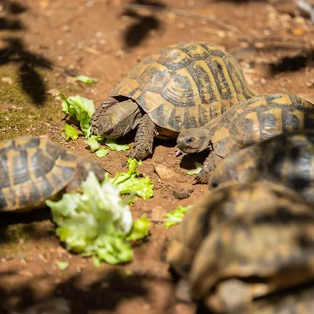 Nada - Unique & Artistic