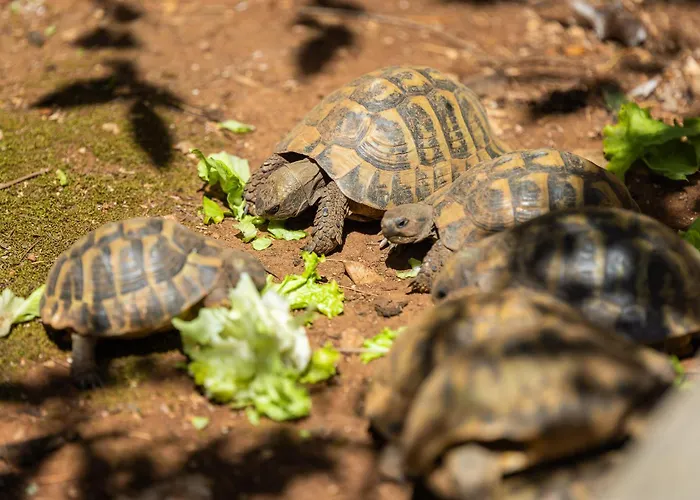 Nada - Unique & Artistic